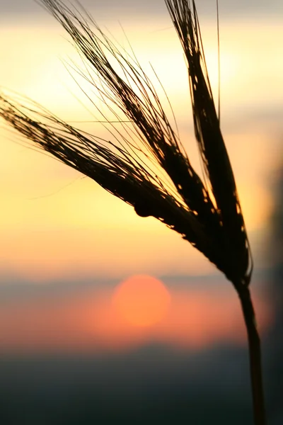 小麦の日の出 — ストック写真