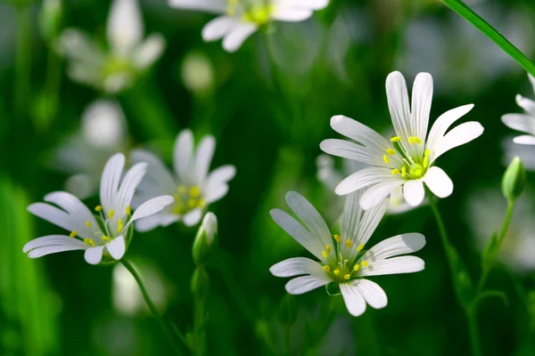 stock image White spring flowers