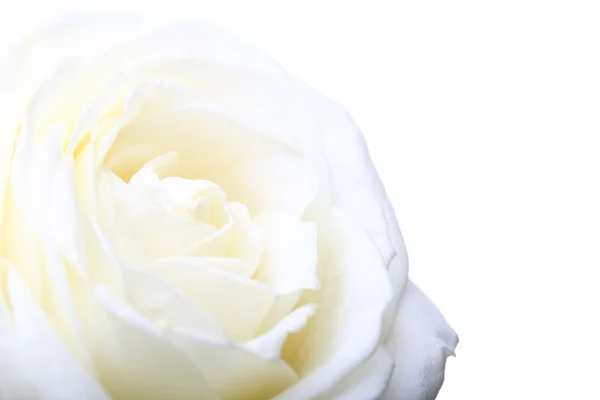 ROSE สีขาว — ภาพถ่ายสต็อก