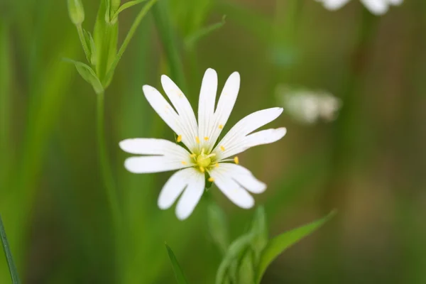 stock image White flower