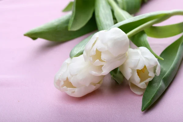 Hvide tulipaner - Stock-foto