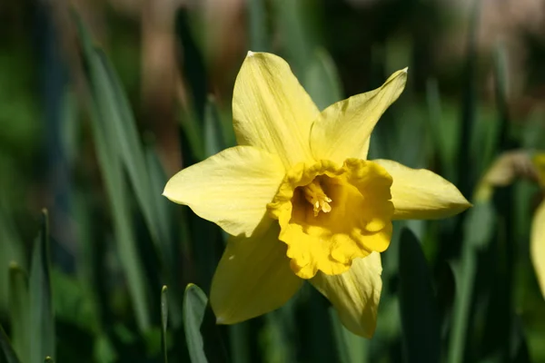 Yellow narcissus — Stock Photo, Image