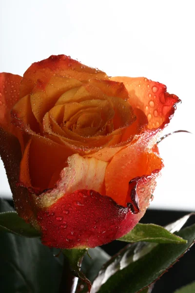 Rose with waterdrops Stock Image