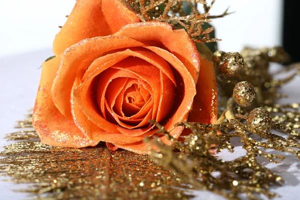 Orange rose Stock Picture