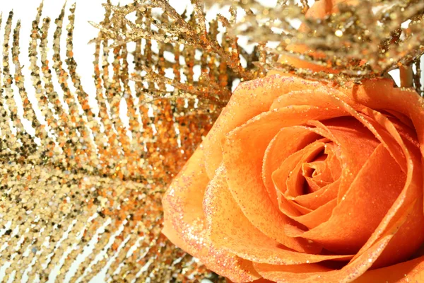 Oranje rose Stockfoto