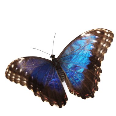 Blue morpho isolated clipart