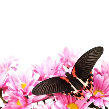 Papilio rumanzovia clipart
