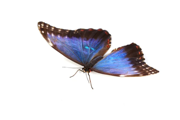 Blauwe morpho geïsoleerd — Stockfoto