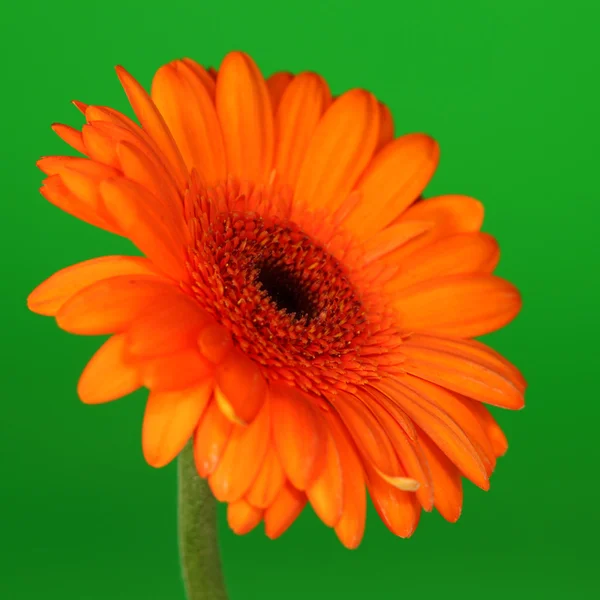 Orange gerber on green — Stock Photo, Image