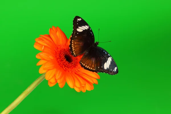 Hypolimnas bolina em gerber — Fotografia de Stock