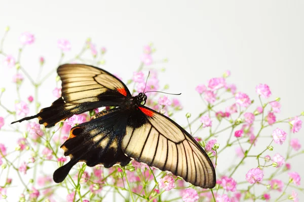 Papilio Lovii - Stock-foto