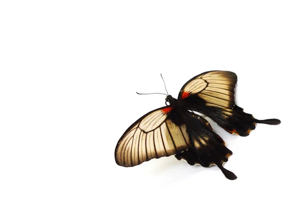 Papilio lovii — Stockfoto