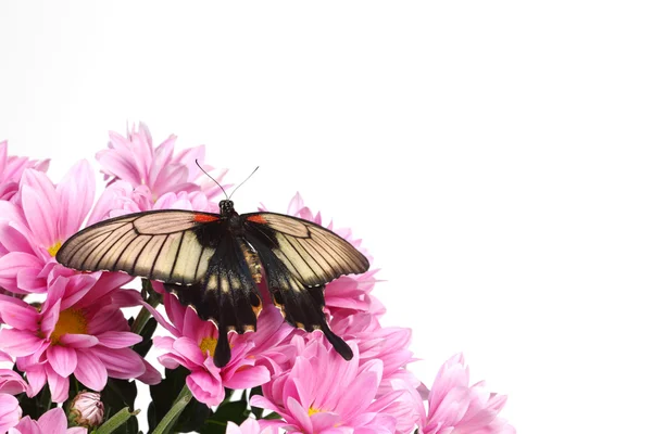 Papilio Lovii — Stock Fotó