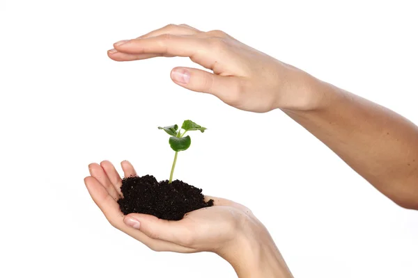 Plant in the women hands Royalty Free Stock Images