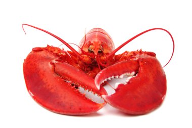 Isolated lobster clipart