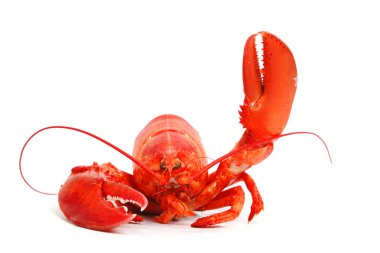 Hello lobster clipart