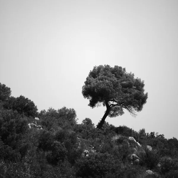 stock image Park Tree