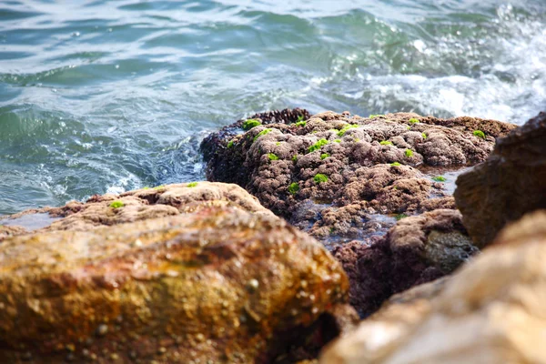 Deniz kaya — Stok fotoğraf