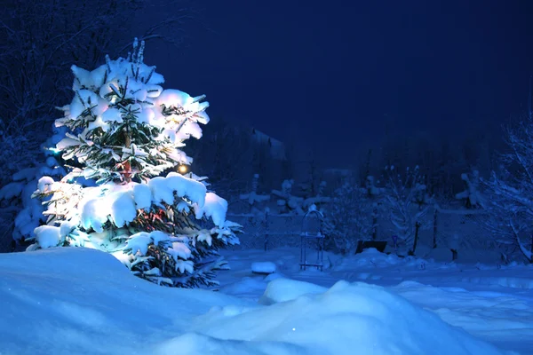 Winter pijnboom — Stockfoto