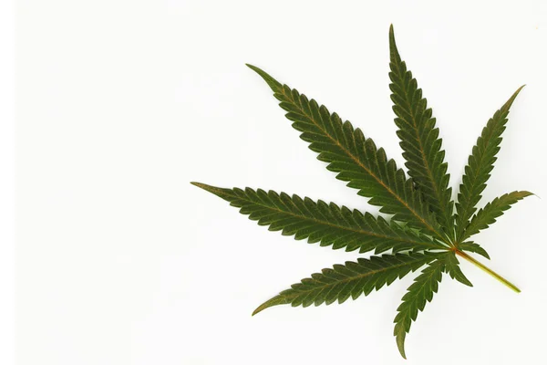 Cannabis-Blatt — Stockfoto