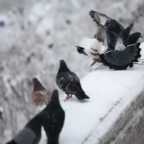 Pombo — Fotografia de Stock