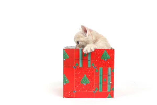Katze im Geschenkkarton — Stockfoto