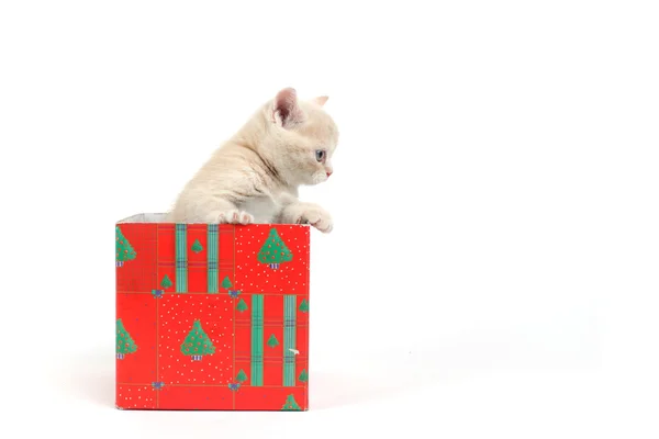 Cat in gift box — Stock Photo, Image