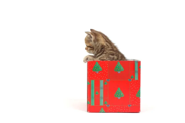 Γάτα στο κιβώτιο δώρων — Φωτογραφία Αρχείου