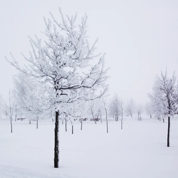 Winter trees — Stock Photo, Image