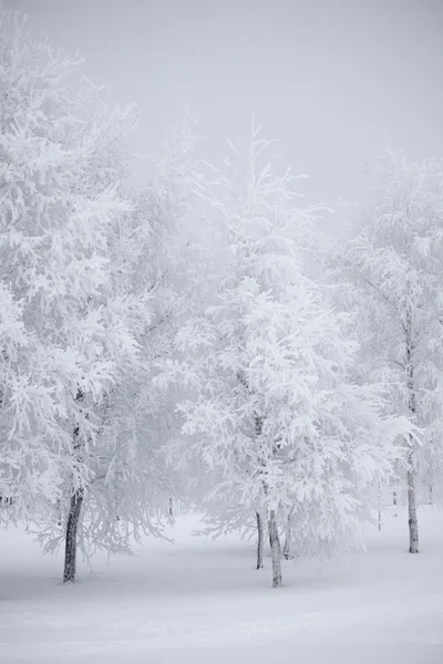 겨울 나무 — 스톡 사진
