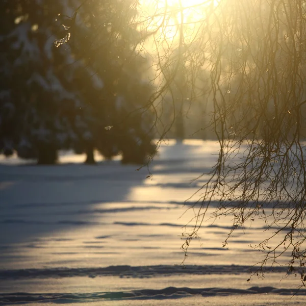 Winter bomen — Stockfoto