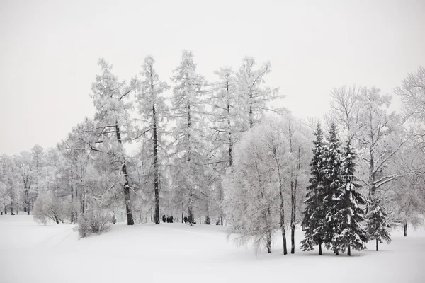 Winter trees — Stock Photo, Image