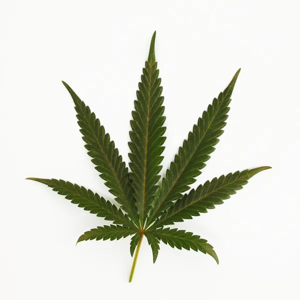 Feuille de cannabis — Photo