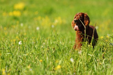 Dog on green grass field clipart