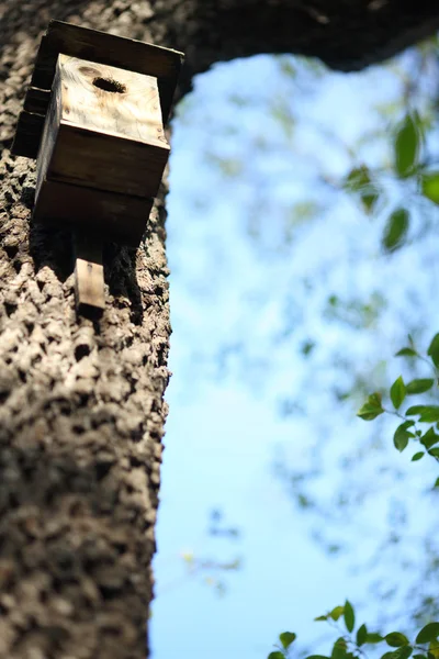 Bir ağaçta kuş yuvası — Stok fotoğraf