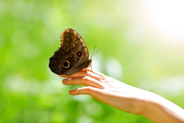 Бабочка на женской руке — стоковое фото