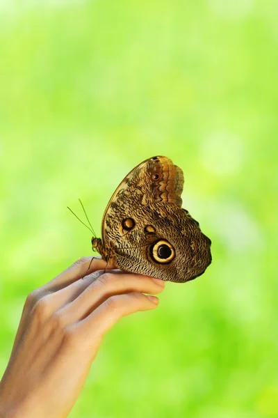Motyl na kobiecej dłoni — Zdjęcie stockowe