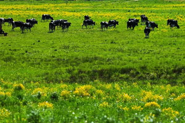 Cows on a green field — Stock Photo, Image