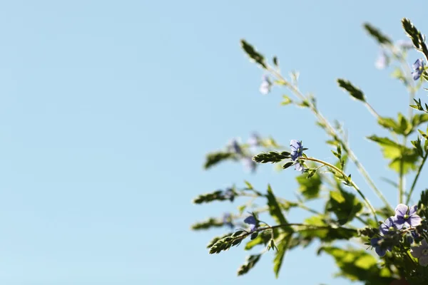 stock image Spring flowers