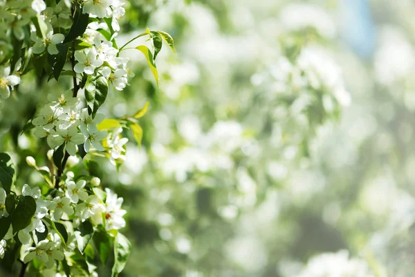 Fehér nyári virágok — Stock Fotó