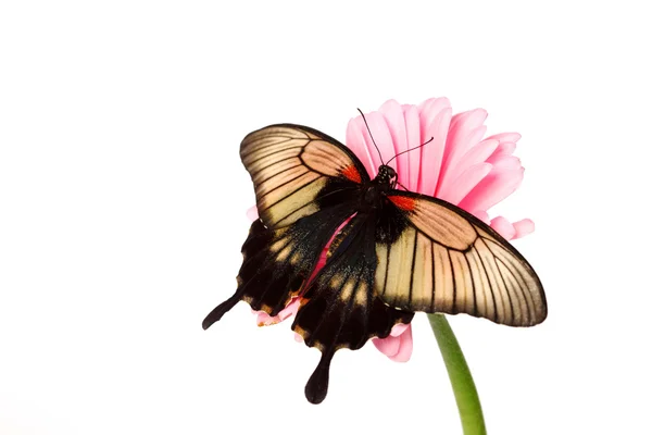 Papilio Lovii — Foto de Stock