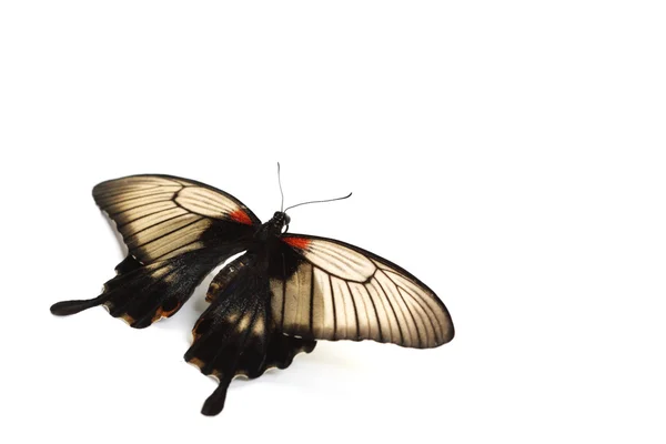 Papilio Lovii —  Fotos de Stock