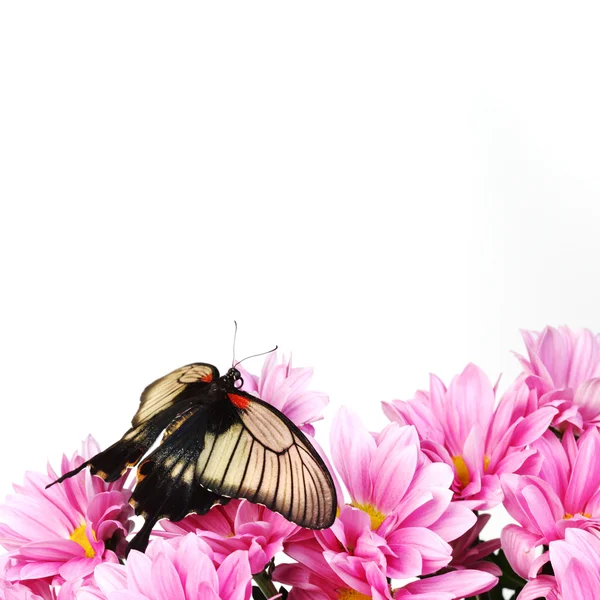 Papilio Lovii — Foto Stock