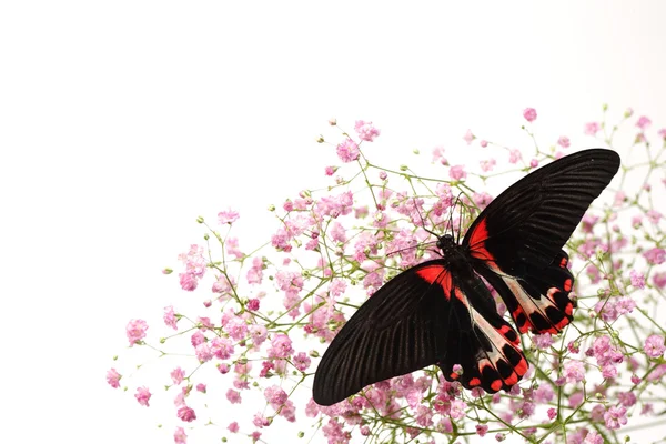 Papilio rumanzovia — Fotografia de Stock