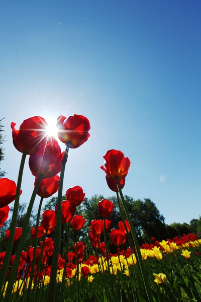 Rode tulpen tegen de lucht — Stockfoto