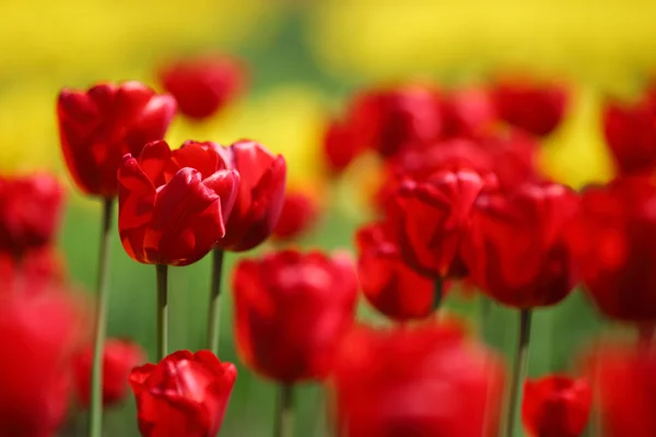 Rote Tulpen aus nächster Nähe — Stockfoto