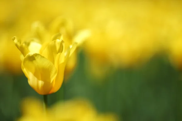 Gele tulpen close up — Stockfoto