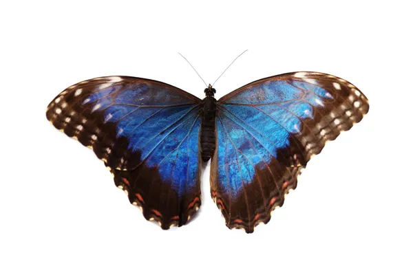 stock image Blue morpho isolated