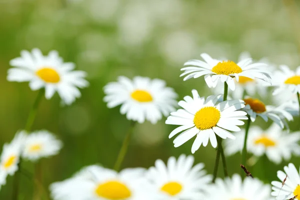 Camomiles — Stok fotoğraf