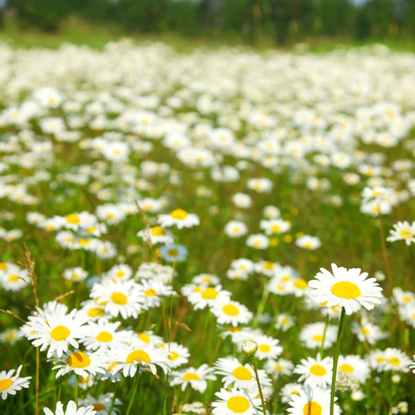 Feld mit weißen Gänseblümchen — Stockfoto